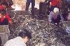People sorting sea food at the Bangkok fish market.