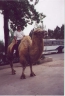 Ted on a camel north of Ming Tombs.