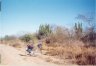 Cactus east of Los Mochis, Mexico.