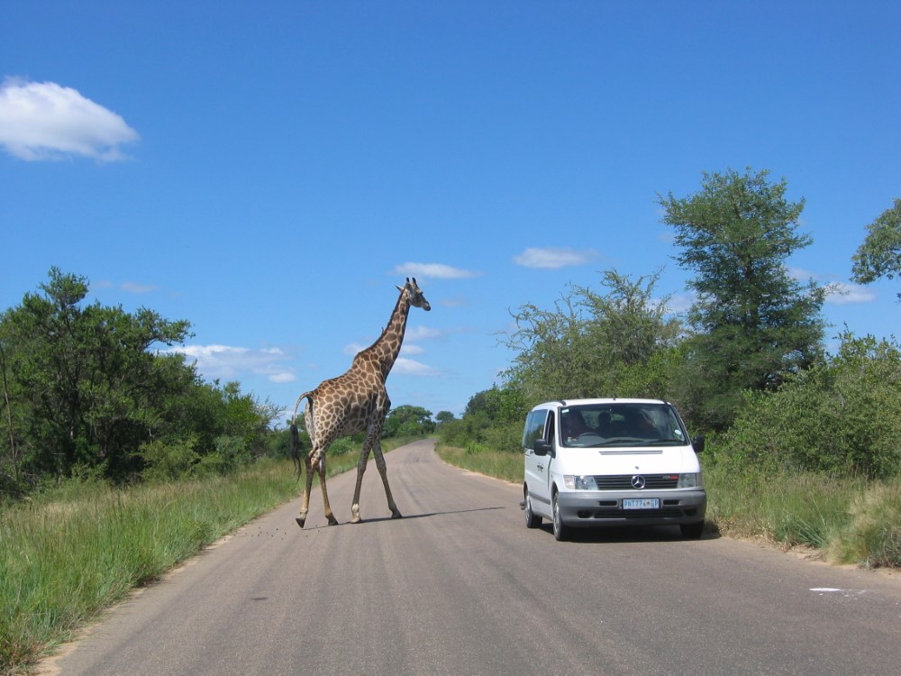 Giraffe at Kruger National Park.