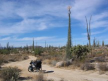 Interesting plant south of Esenada