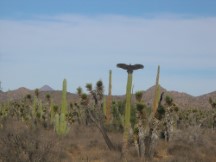 Vulture in cactus