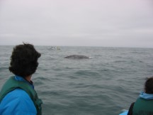 Whale at Guerrero Negro