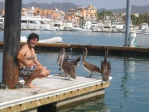 Pelicans on peer at Cabo San Lucas