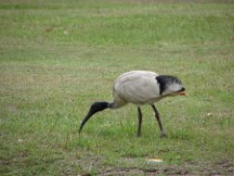 Straw-necked Ibis