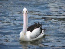 Australian Pelican