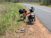 Big dead snake - maybe Python near bike