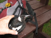 Australian Magpie at Shellharbour 