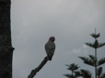 Galah bird