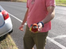 Crimson Rosella (Platycercus elegans)