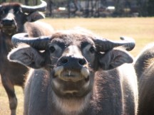Bull looking at Ted