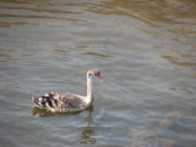 This bird looks like it might be some sort of Swan 