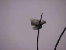Sulphur Crested Cockatoo