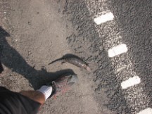 Dead lizard in road 