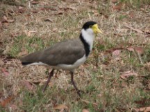 masked lapwing 
