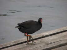 dusky moorhen