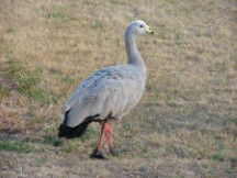 CapeBarrenGoose