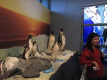 Penguin visitor center on Phillips Island 