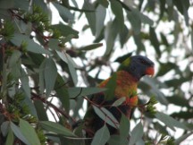 Rainbow Lorikeet