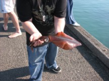 Squid on Phillips Island