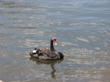 Black Australian Swans