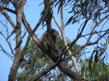 Koala Bear near Kennet River