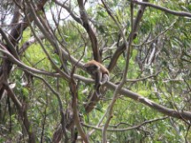 Koala Bear near Kennet River