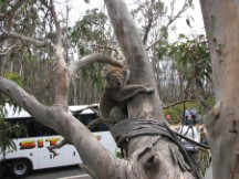 Koala Bear near road close to Apollo Bay