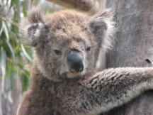 Koala Bear near road close to Apollo Bay