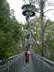 Otway Fly Tree Top Walk 47 meter tower