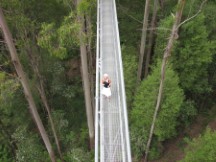 Otway Fly Tree Top Walk