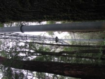 Otway Fly Tree Top Walk