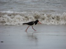 Pied Oyster Catcher 