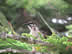Wattlebird at Griffin Island