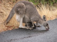 Kangaroo with baby in pouch at Tower Hills State Game Reserve