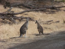 2 kangaroo
