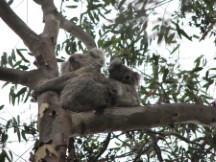 Koala bear at Tower Hill State Game Reserve