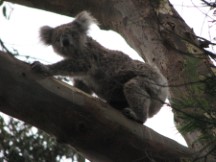 Koala bear at Tower Hill