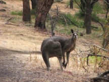 Kangaroo at Tower Hill