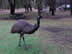 Emu at Tower Hill