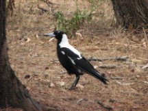 Australian Magpie