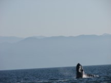 Whale head near Puerto Vallarta