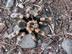 Tarantulas near highway 200