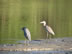 Birds at Rio Copalita