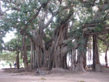 Palermo - Ted's bike in front of Banyan tree in Giardino Garibaldi Park