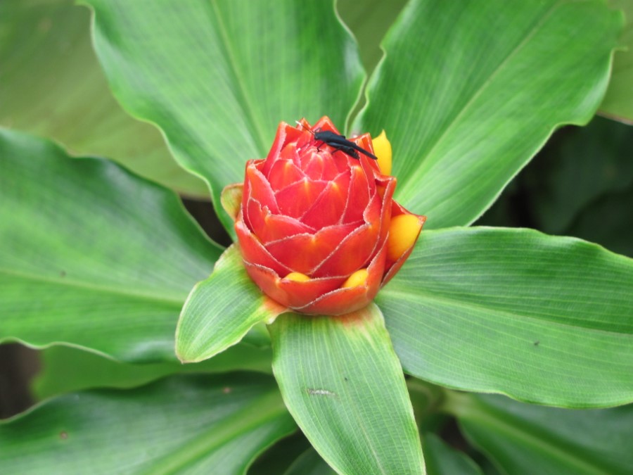 La Paz Waterfall Garden, Costa Rica