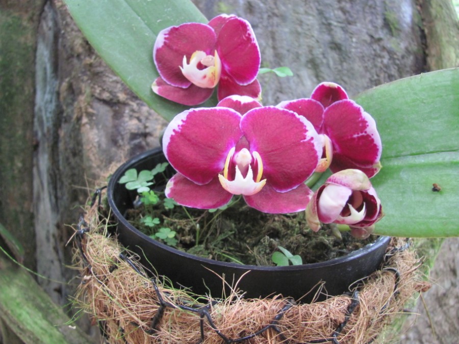 La Paz Waterfall Garden, Costa Rica