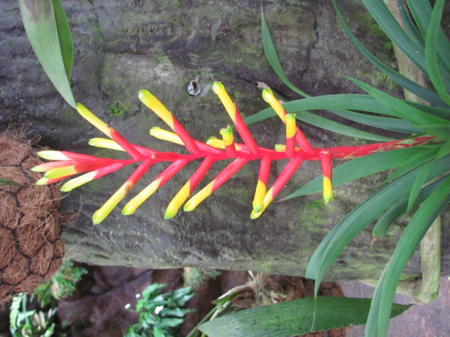 La Paz Waterfall Garden, Costa Rica