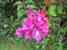 House Garden in Boquete, Panama