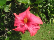 House Garden in Boquete, Panama